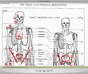 人体解剖完整教程