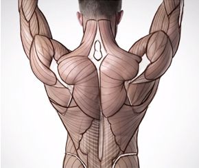 人体后背肌肉讲解