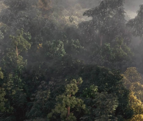 Digital Tutors - 在3 ds Max 创建真实的俯视森林场景