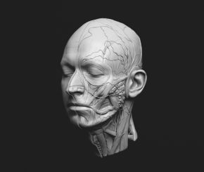 扫描人头解剖MARTIN_NIKOLOV_HEAD_ECORCHE