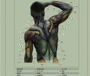 雕塑解剖学PDF