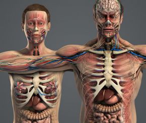  男女解剖模型-Turbosquid – Male and Female Anatomy Complete Pack V05
