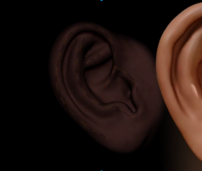 人类耳朵雕刻