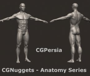 CGnuggets人体结构雕刻教学
