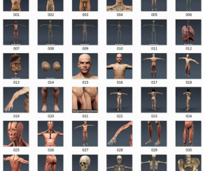 3D人体男性和女性完整的解剖学模型