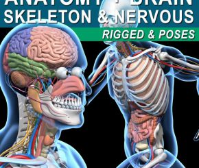 人体肌肉骨骼绑定3D模型 Turbosquid – Skeleton Anatomy Nervous Rigged (C4D/MAX/Blender格式)