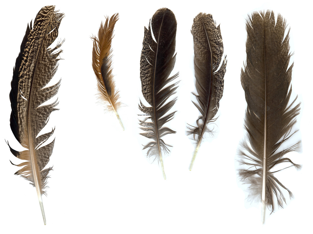 Feathers0001_S.jpg