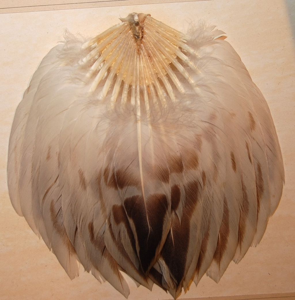Feathers0006_S.jpg