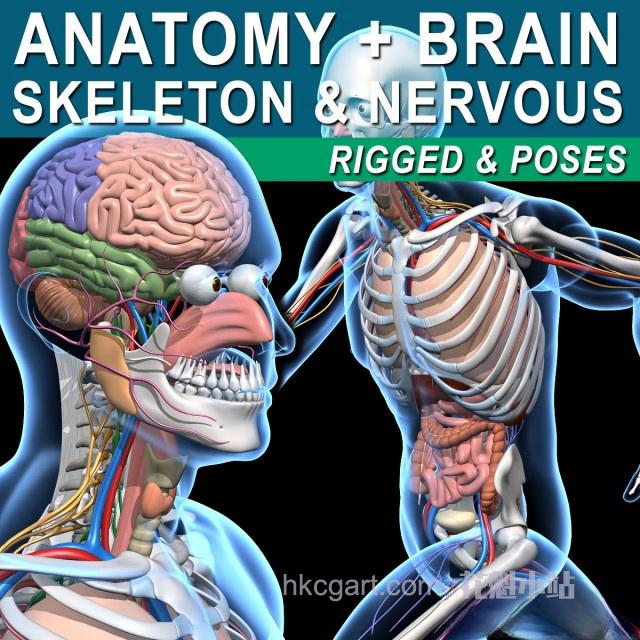 Skeleton-Anatomy-Nervous-Rigged_副本.jpg